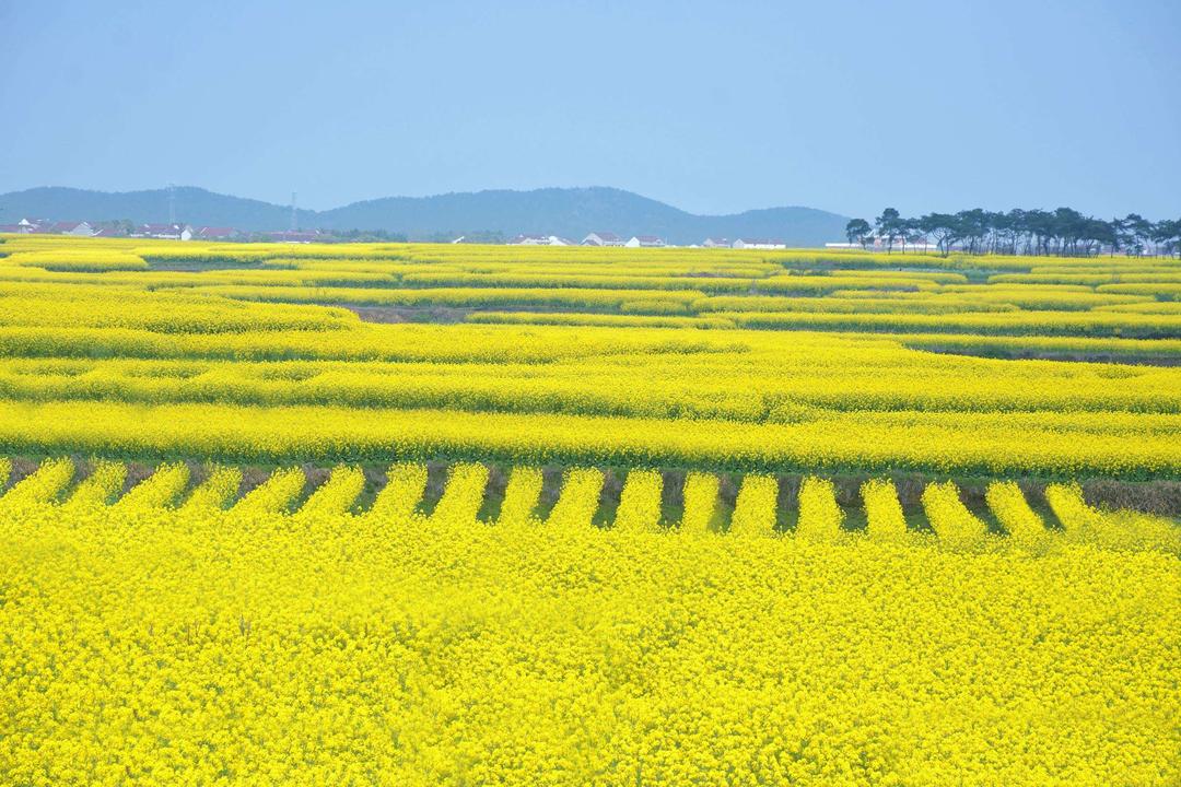 YX-种植-稻田 (112).jpg
