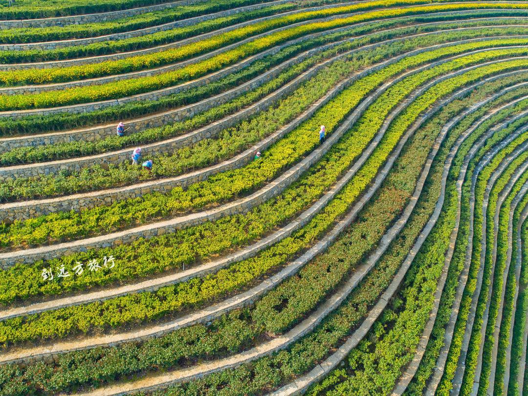 YX-种植-稻田 (34).jpg