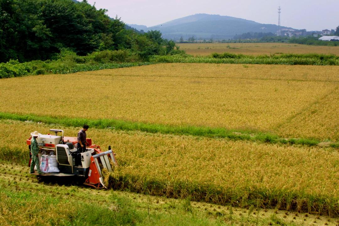 种植-稻田 景观 (54).jpg